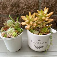 銘月,多肉植物初心者,多肉植物,銘月(めいげつ),多肉寄せ植えの画像