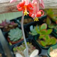 多肉植物,my garden,普及種,多肉のある暮らし,植中毒の画像