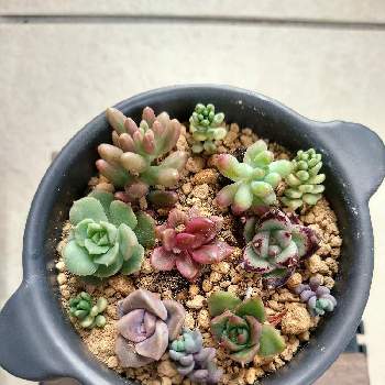 ⭐️100均のブリキ缶の寄植え⭐️の画像