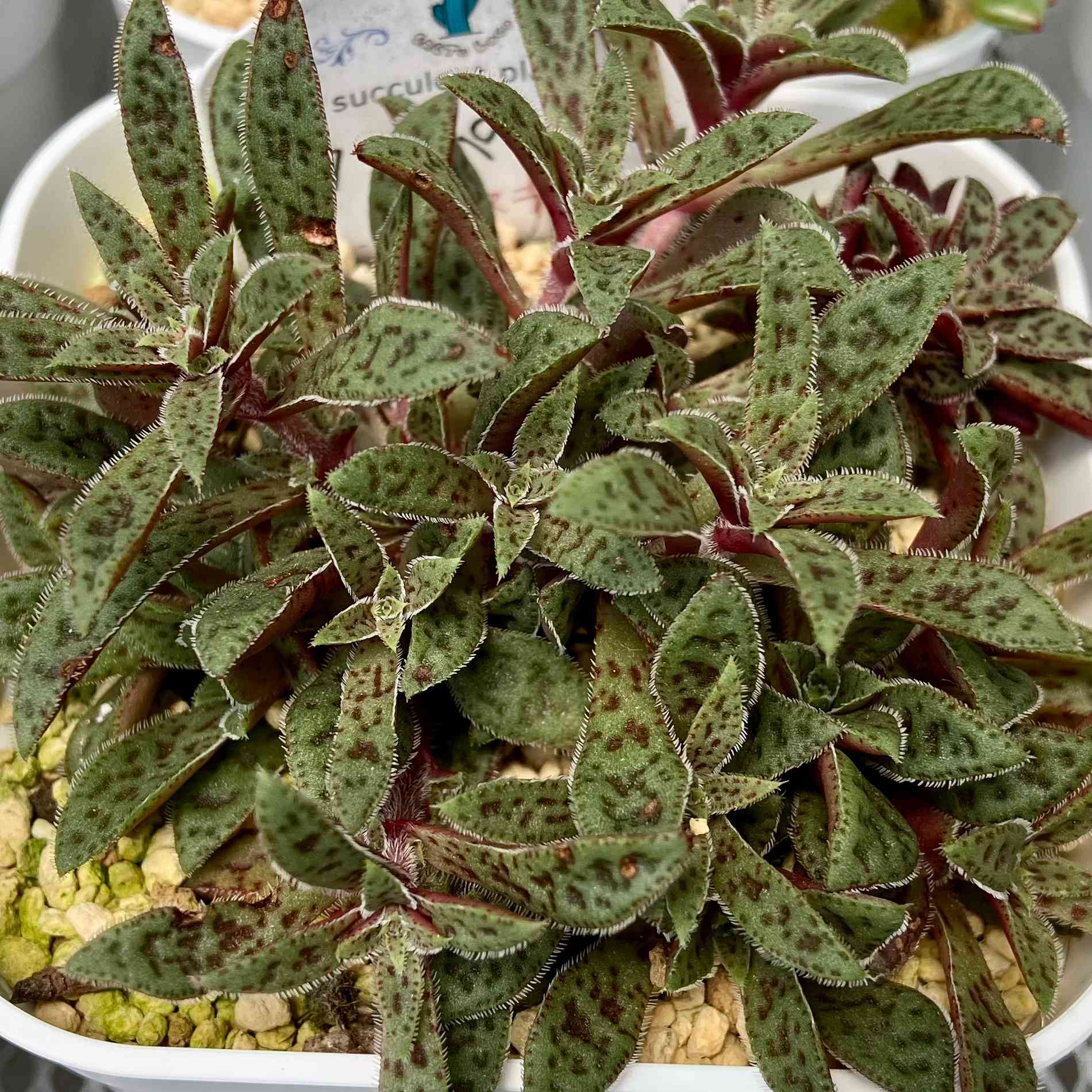 草Gまとめ売り(バラok!!) 楽天市場】バラ トゲ 手袋 ローズラバー GM-8 アトム g-style ATOM