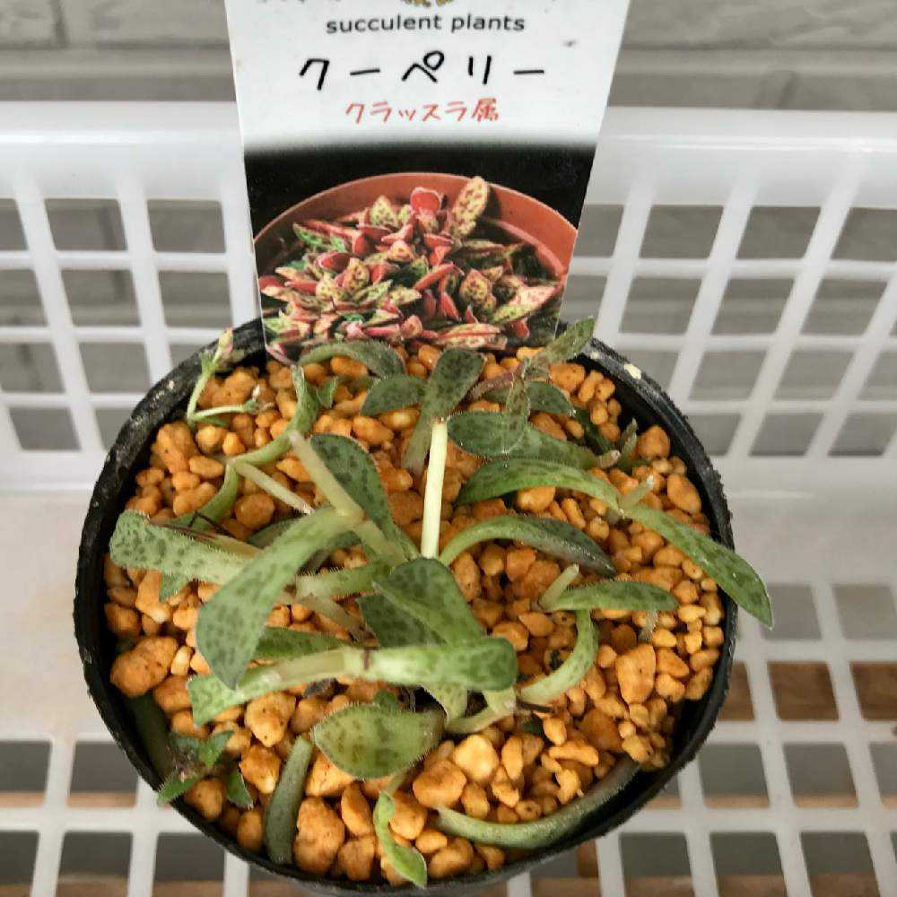 クラッスラ【クーペリー】のドキドキハラハラの成長記録｜🍀GreenSnap