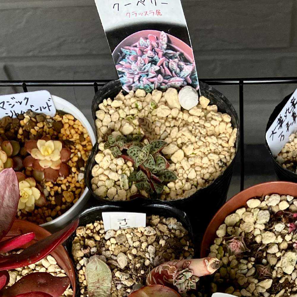 クラッスラ【クーペリー】のドキドキハラハラの成長記録｜🍀GreenSnap