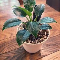 フィロデン　ドロン,多肉植物,hirakuyagreen,観葉植物,植物のある暮らしの画像