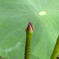 ハス,茶碗バス,玄関の画像