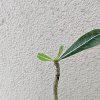 観葉植物,植物のある暮らし,植物はインテリアじゃない,GS映え,コーデックスの画像