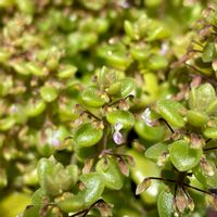 プレクトランサス,プロストラーツス,多肉植物,プレクトランサス属,京都府民の画像