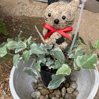 アイビー（ヘデラ）の画像