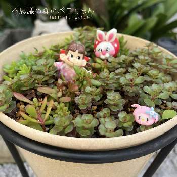 黄金細葉万年草,紅葉する多肉,多肉植物,セダム属,多肉女子の画像