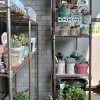 多肉植物,ダイソー雑貨,リメ缶,放置栽培,小さな庭。の画像