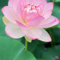 ハス,蓮 ハス,水辺の風景,ピンクの花,ハス科の画像