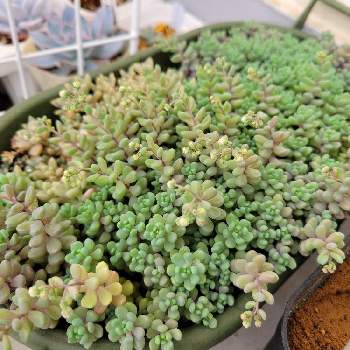 艶姫,多肉植物の画像
