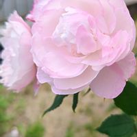 マダムピエールオジェ,バラ,花のあるくらし,ばら バラ 薔薇,毎年の楽しみの画像
