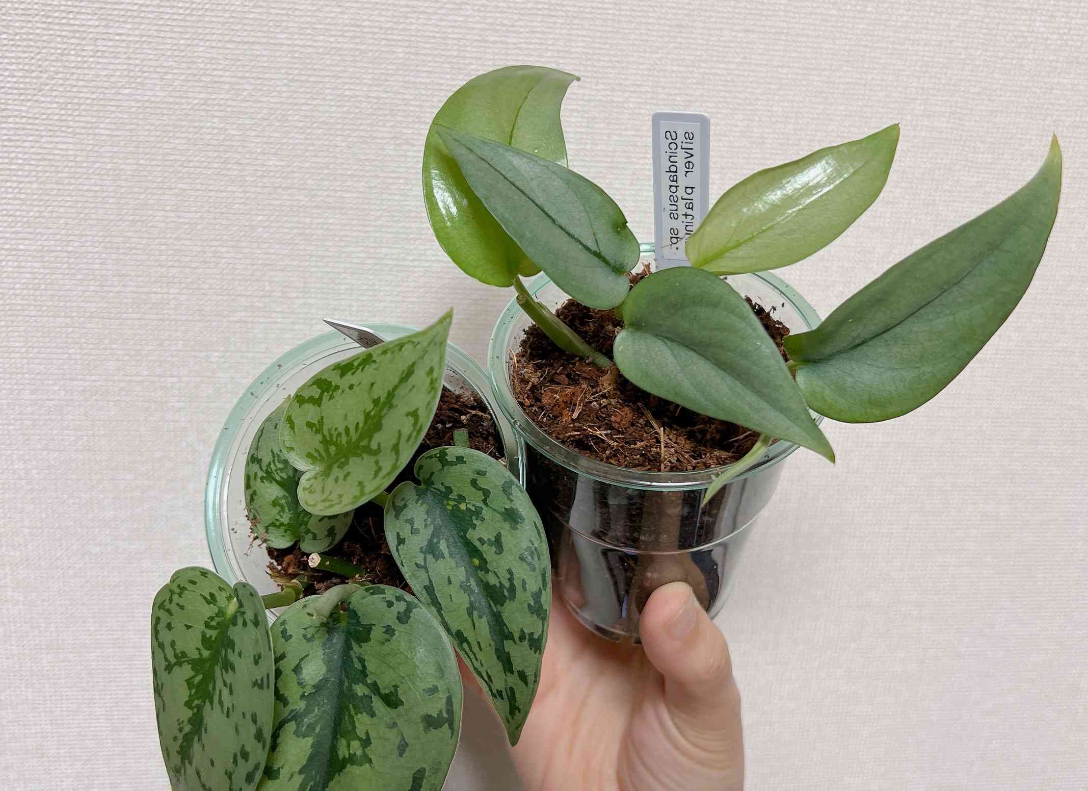 株分け苗】 スキンダプサス sp.ミリ産 - 植物/観葉植物