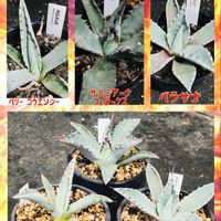 アガベ パリー コウエシー,アガベ　サルミアーナ　フェロックス,アガベ パラサナ,多肉植物,多肉男子の画像