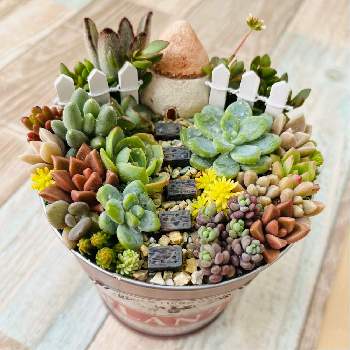 箱庭 多肉植物,セダム属,多肉植物,多肉の花,グリーンのある暮らしの画像