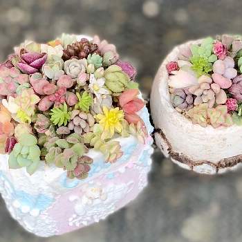 多肉植物初心者,多肉植物,たのしみ♡,寄せ植え,癒しの画像