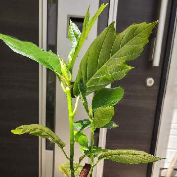 パンノキ,インドアグリーン,観葉植物,カッコいい,南国の画像