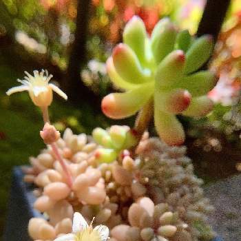 姫秀麗,多肉ファン❤︎,花芽の記録,ちっちゃいものクラブ,平和を願う☆の画像