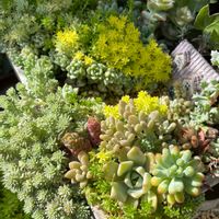 多肉植物,多肉の寄せ植え,多肉大好き,家庭菜園,寄せ植えの画像