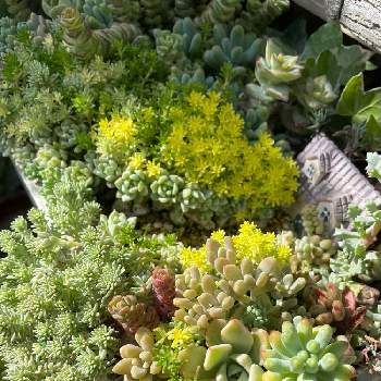 多肉植物,多肉の寄せ植え,多肉大好き,家庭菜園,寄せ植えの画像