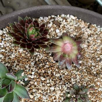 黄金細葉万年草,紅葉する多肉,多肉植物,セダム属,多肉女子の画像
