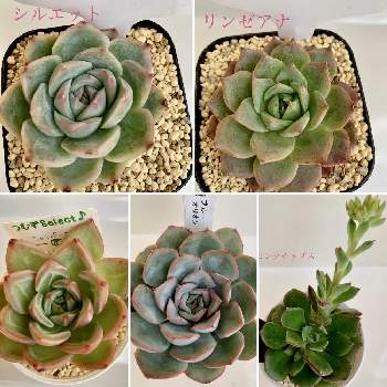 黄金細葉万年草,紅葉する多肉,多肉植物,セダム属,多肉女子の画像