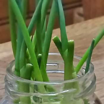 癒し系,ホッコリ,キッチンの画像