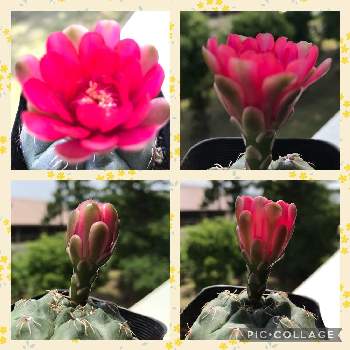 黄金細葉万年草,紅葉する多肉,多肉植物,セダム属,多肉女子の画像
