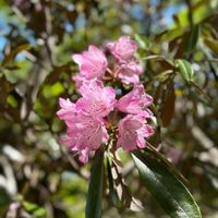 シャクナゲ,日本百名山,樹木の花,登山,お出かけ先の画像