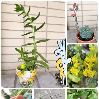 葉牡丹の種,バジル,丸葉万年草の花,オリズルランのお花,火祭りの画像