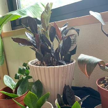 観葉植物を楽しむ,挿し木にチャレンジ,ザミオクルカス属,ザミオクルカス ザミフォーリア,ザミオクルカス レイヴンの画像