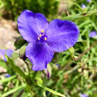 紫色,ムラサキの花,季節の花を楽しむ,花言葉に心をのせて,季節の花の画像