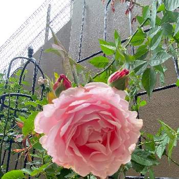 ばら バラ 薔薇,薔薇 ソフィー・ロシャス,おうち園芸,花のある暮らし,薔薇♪の画像