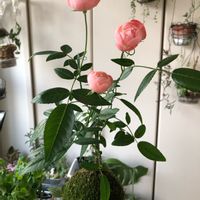 ミニバラ,苔（苔玉）,自作 苔玉,ポリアンサ　オレンジマザーズデイ,苔玉の画像