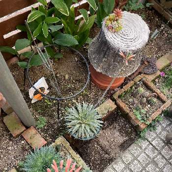 艶姫,多肉植物の画像