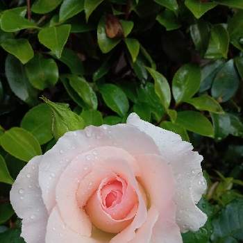薔薇,かわいい❤,ピンク,広い庭の画像