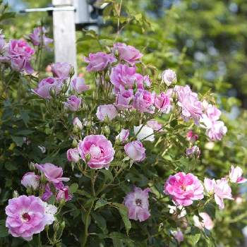 ブリリアント・ピンク・アイスバーグ,ばら バラ 薔薇,お花大好き♡,ずくだせ信州,ほっこり♡の画像