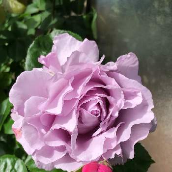 薔薇　エターナル,ネコ大好き,薔薇♪,薔薇好き,今年も咲いてくれましたの画像