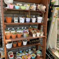 多肉植物,植物のある暮らし,寄せ植え,手作りの庭,お花大好きの画像