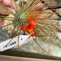 チランジア,開花,植物のある暮らし,いつもありがとう♡,もう病気だ！笑の画像