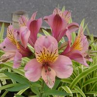ご近所さん,好きな色,せせらぎ遊歩道,花壇,緑がいっぱいの画像
