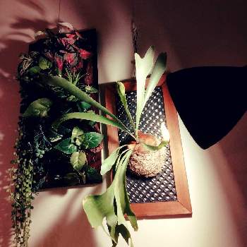 ビカクシダ,着生植物,観葉植物,S家の成長記録,着生シダの画像