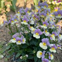 ネメシア,花壇の花,花壇,小さな庭の画像