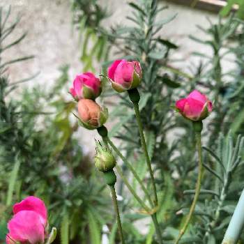 ミニバラ鉢植え,ミニ薔薇,パピーの家の花,バルコニー/ベランダの画像