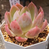 シルクベイル,多肉植物,love&peace,エケベリア。,小さな花壇の画像