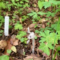 ギンリョウソウ,お花,ビザール・プランツ,山野草,ガーデニングの画像