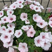 スーパーチュニア ビスタ シルバーベリー,開花,PW,おうち園芸,ペチュニア☆の画像