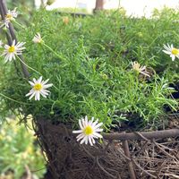 プラキカム ホワイティ,植物のある暮らし,可愛いお花,いつもありがとう,おうち園芸の画像