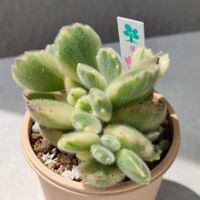 熊童子錦,多肉植物,コチレドン ,多肉のある暮らし,ノンフィルターの画像