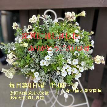 多肉植物,観葉植物,植物のある暮らし,ハンギングバスケット,ドライフラワーの画像